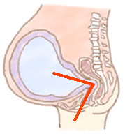 妊婦さんのお腹
